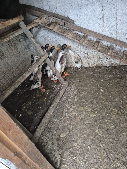 Vând rațe alergătoare indiene