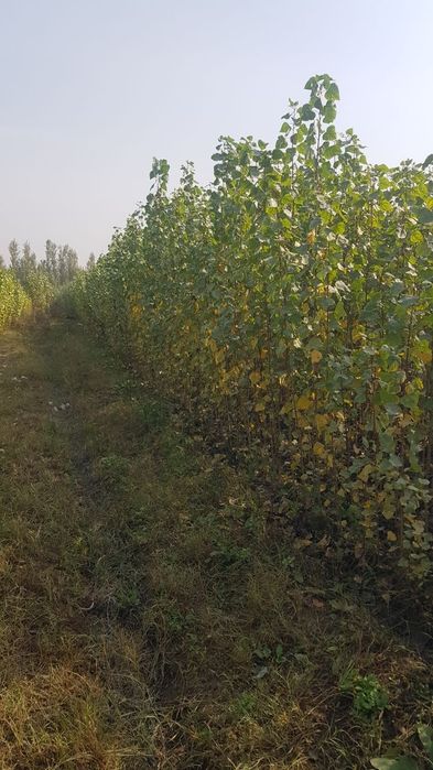 Терак кучатлари сотилади