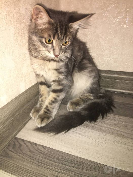 Zottor mushuk sotiladi