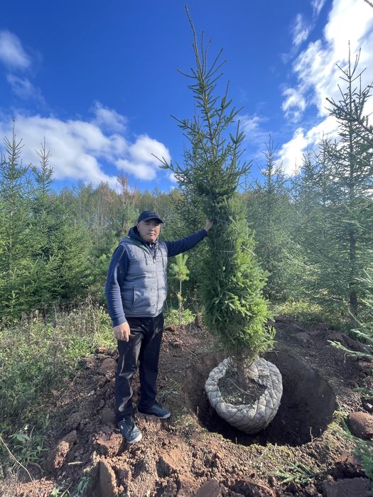 Ели зеленые, ели голубые