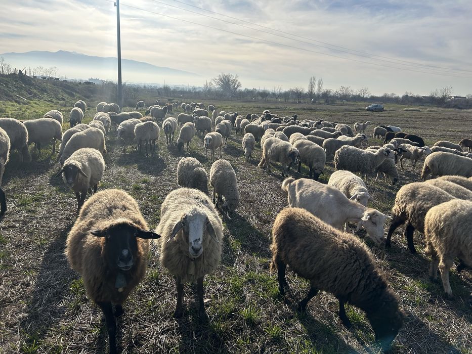 Продавам овце, агнета и шилета