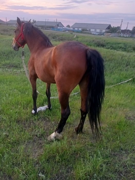 Продам кабылка 5 летка.