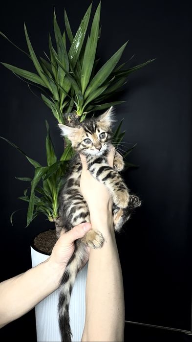 Клубные бенгальские котята