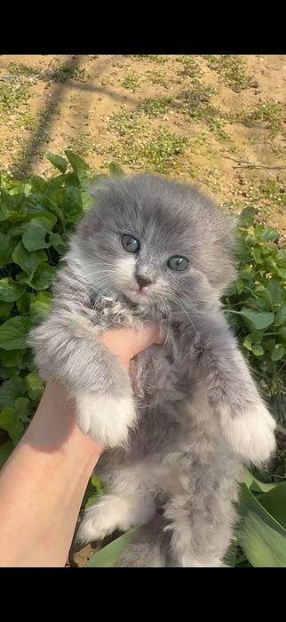 Scottish fold va stright zotli mushuklar