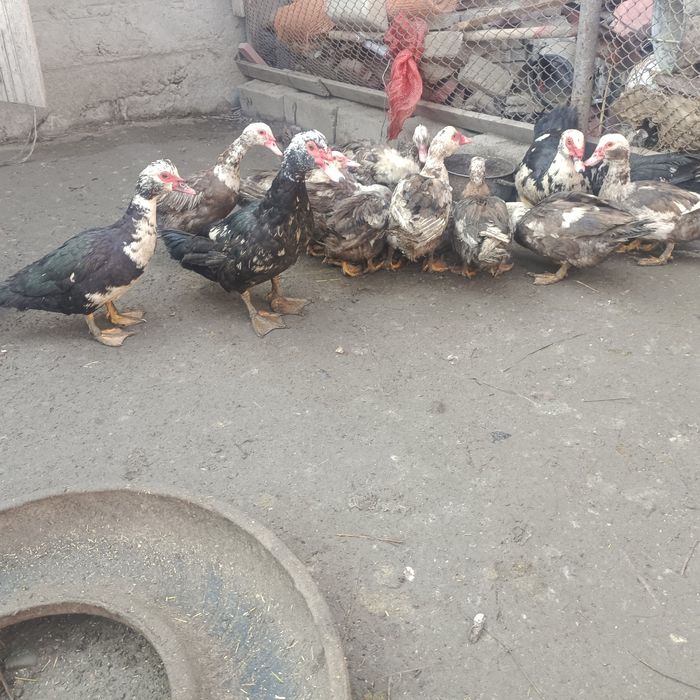 Продам молодых индоуток 4 головы