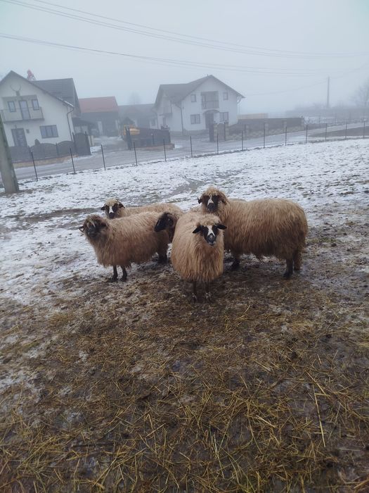 Vând 5 oi bune de tinut