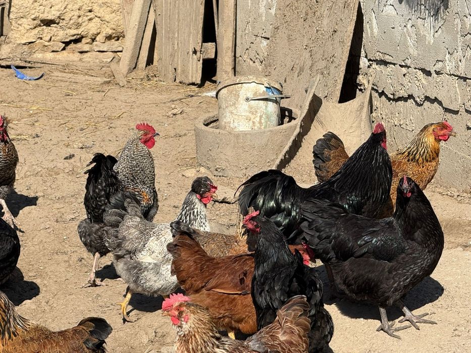 Vând cocosi de țară