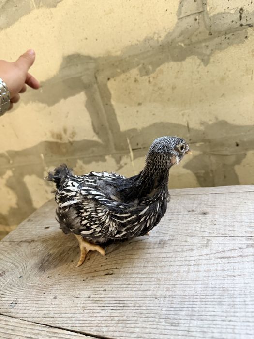 Wyandotte si Australorp negru 6 saptamani/4 saptamani