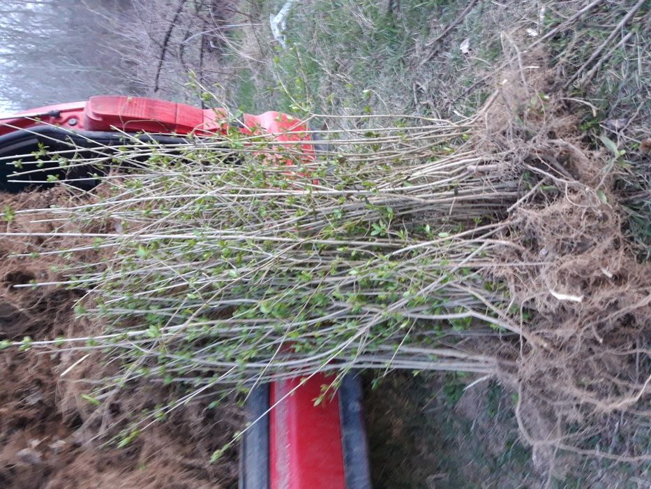 Ligustrum vulgare lemn cainesc