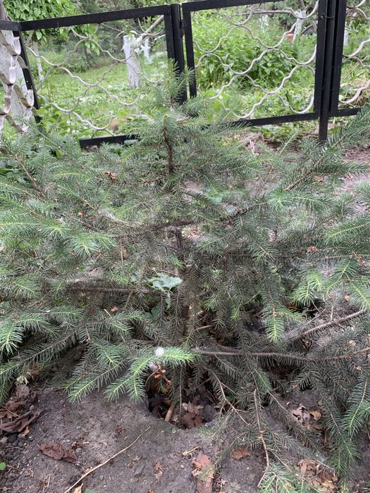Продам ель тяньшанские