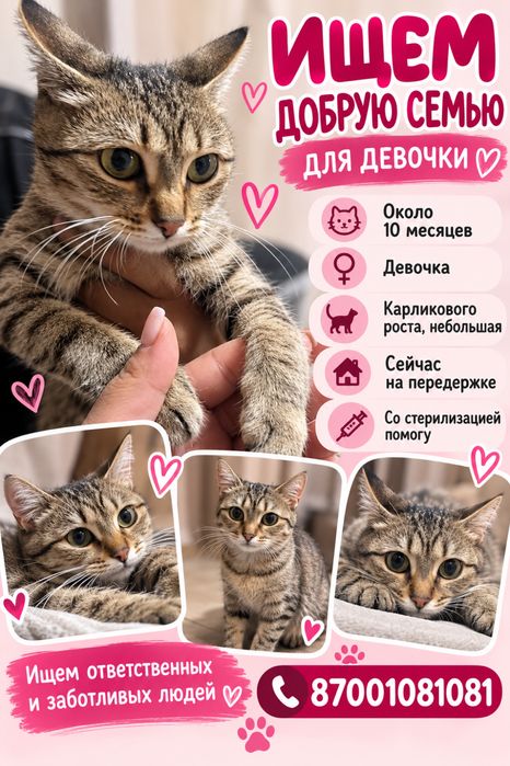 Ищем добрые руки. Отдам кошку