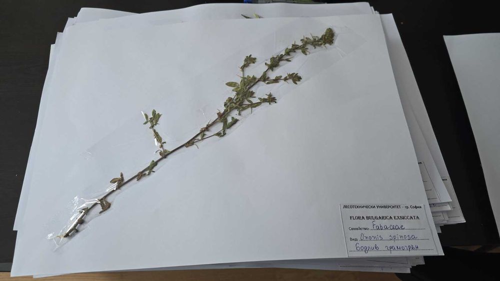 Хербарий за ЛТУ 100 бр.