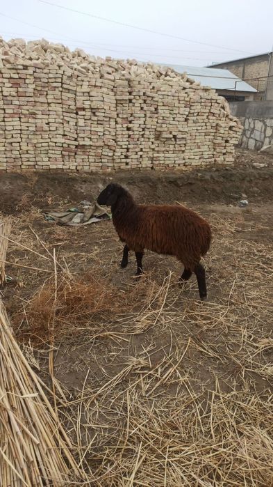 3ta qõylar sotiladi