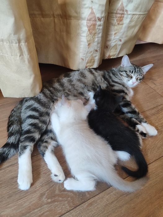 Отдам котят в добрые руки