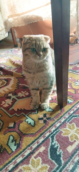 Скотиш фолд продаётся