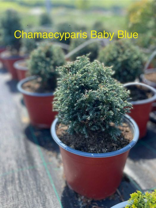 Producator din Mures producem ienupar, euonymus, pinus, taxus, tuia