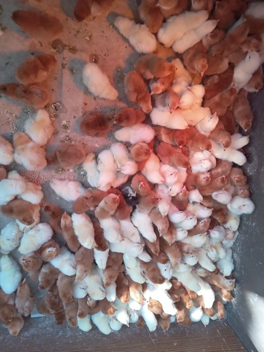 Dominant suseks zotli joʻjalar sotiladi