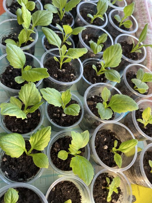 БРОНЬ НА АСТРЫ. смесь 4-х сортов