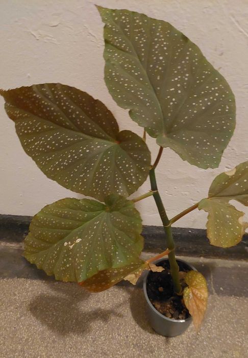 Vand planta Plaman Begonia lucernae