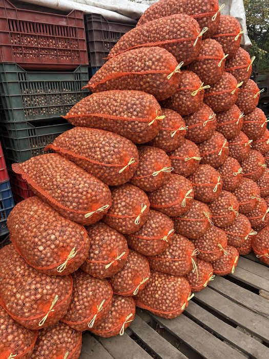 Vand arpagic Romanesc