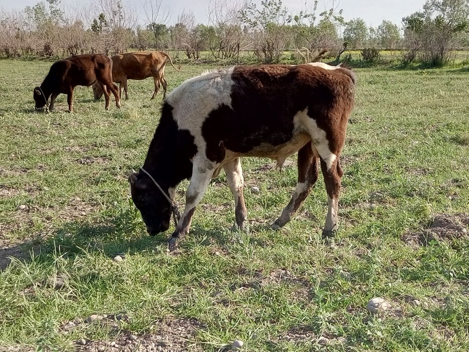 Tadbirkor akalarimiz uchun