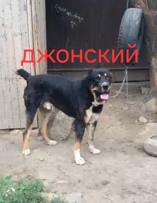 Алабай күшік сатылады