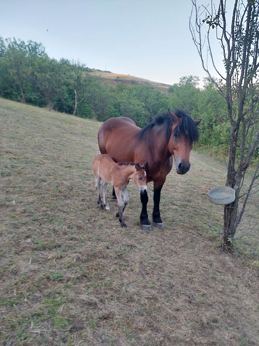 Vând iapa de patru ani cu manza