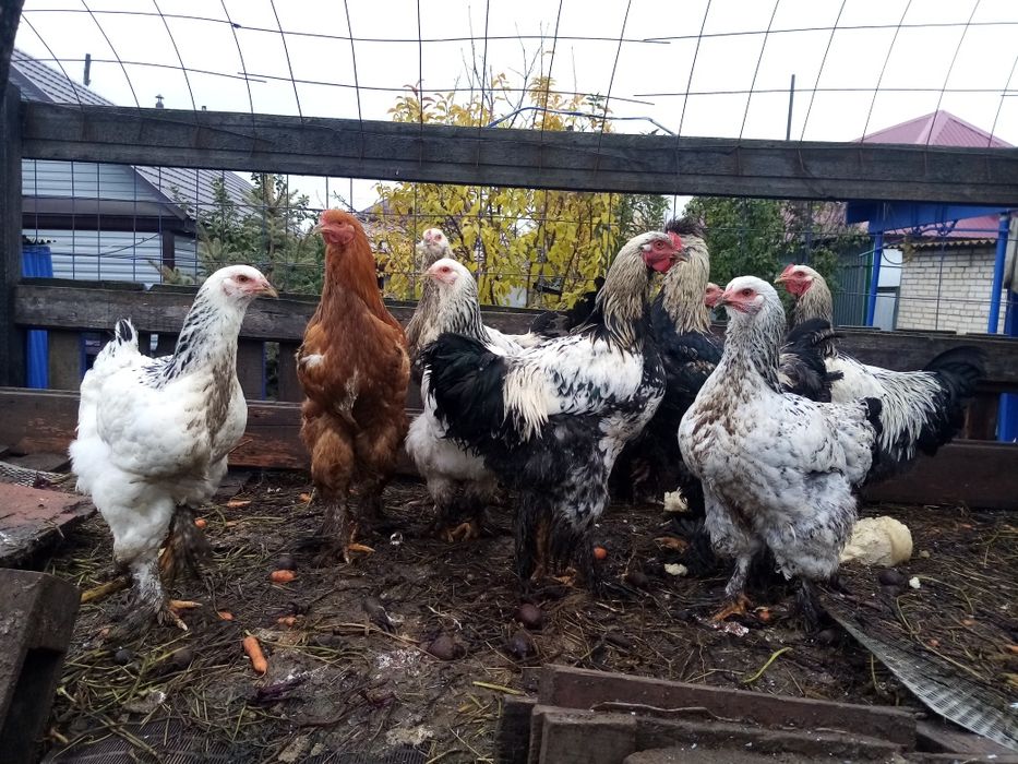 Продам питухов породы брама