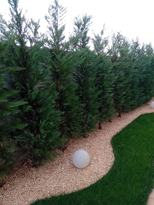 Gard viu din chiparos leylandii