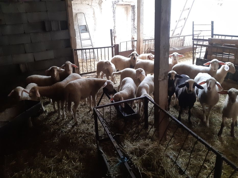 Агнета за Гергювден