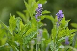 Vindem arome ambientale prin difuzie electrica si cu betisoare