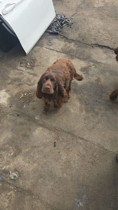 Отдам щенков в добрые руки