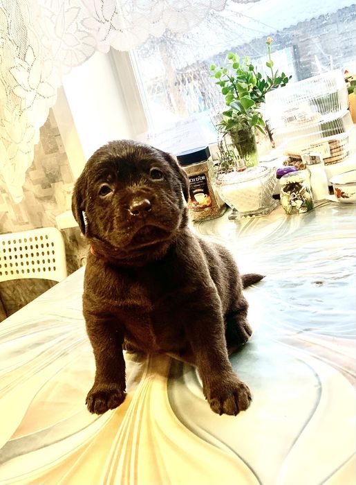 Шенки лабрадора ретривера