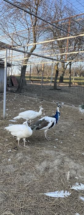 Păun mascul arlechin
