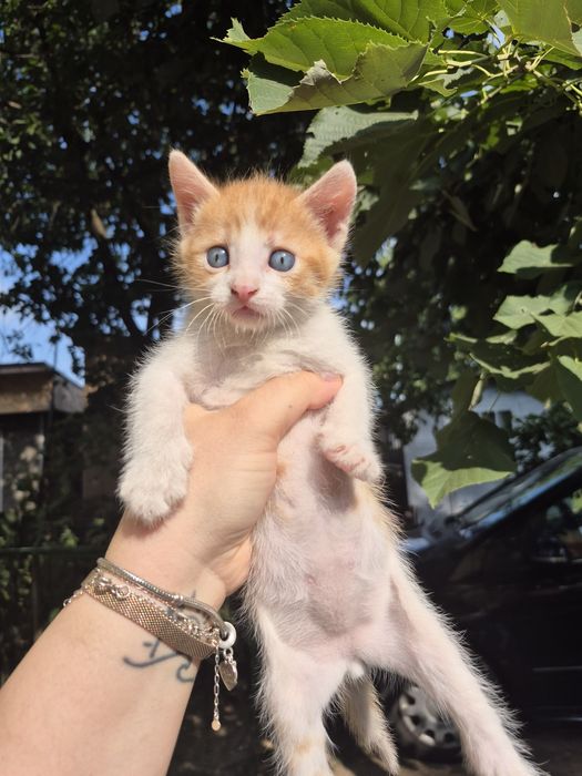 Adopție pui pisică