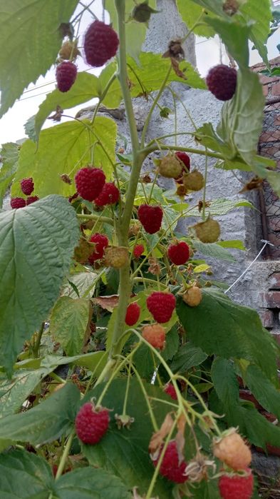 Рассад малини и ягоди.