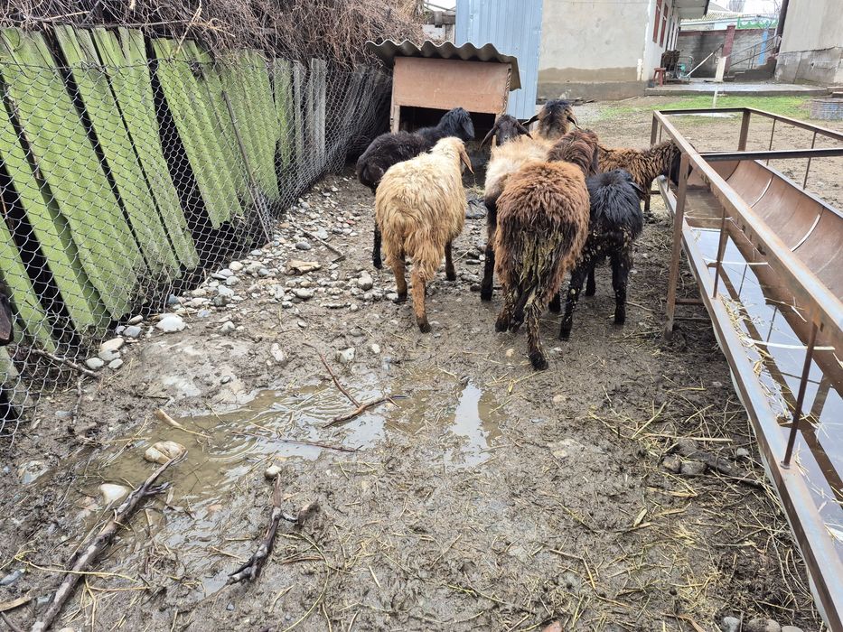 Токты кошкар тоқты қошқар