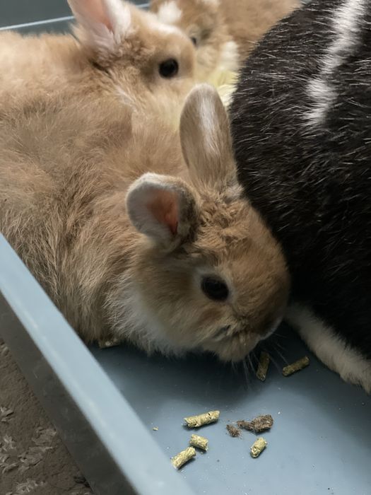 Карликовый кролик