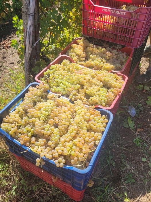 Struguri de vin feteasca