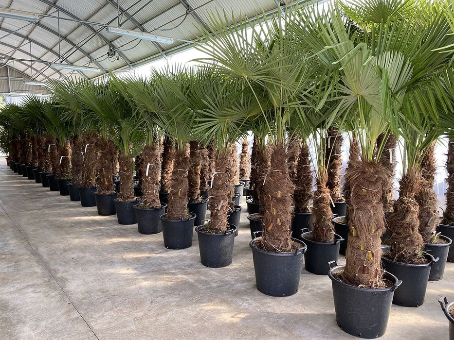 Palmieri Phoenix Canariensis, Trachycarpus fortunei, Chamaeros Excelsa, Washingtonia, Humilis Cycas Sagotier, Bambus, Yucca rostrata.