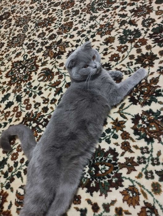 Кошка для дома британской породы