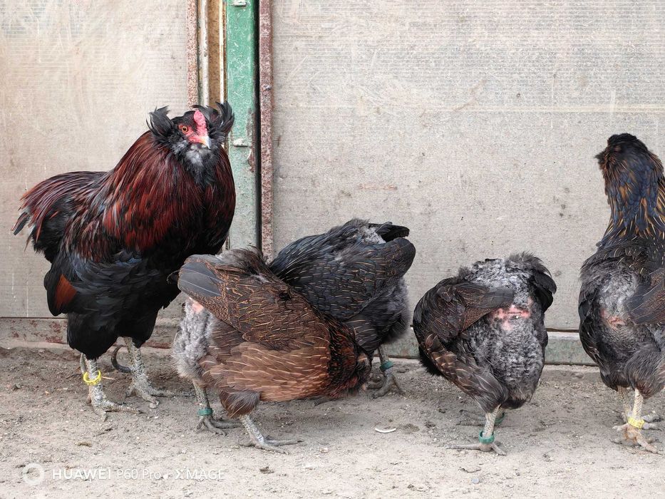 Oua Araucana potarnichiu, rasa pura