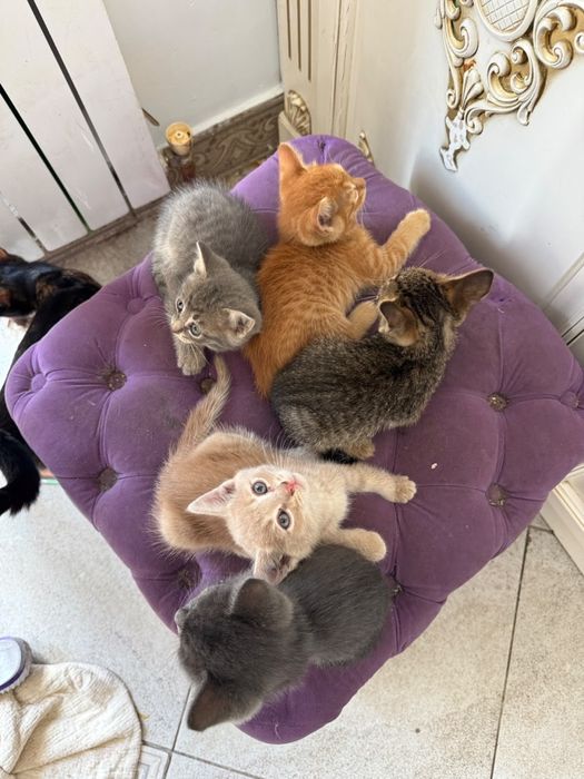 Красивые котята. Бесплатно