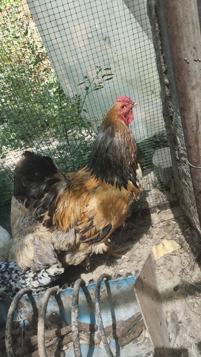 1 juft paliviy brama sotiladi