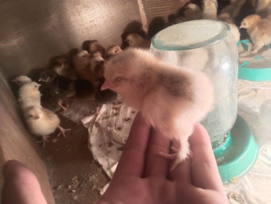 Продаються цыплята суточные