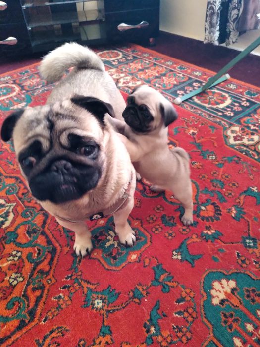 Вязка мопс умный нужна невеста звоните