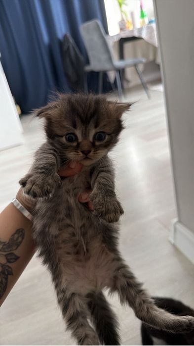 Вислоухий котенок мальчик!