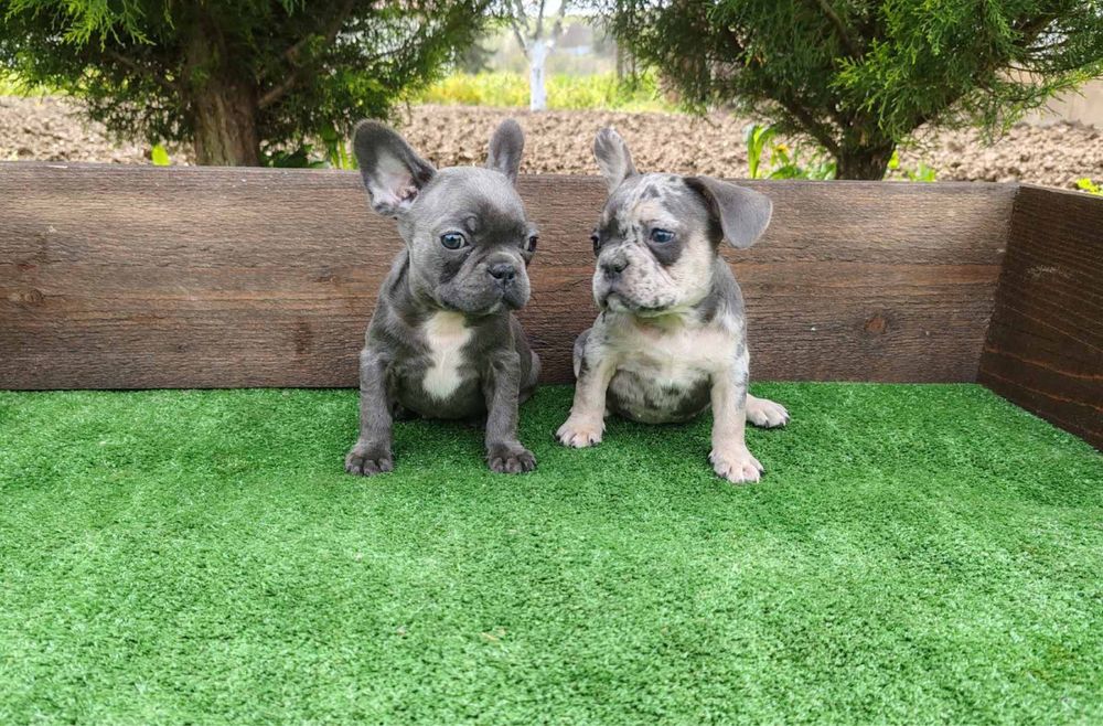 Френски булдог - мъжки