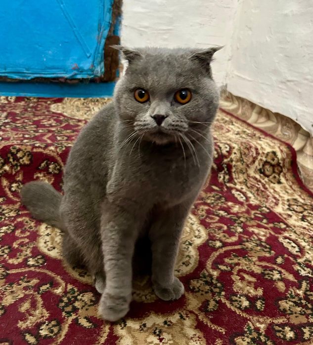 Отдам кота бесплатно