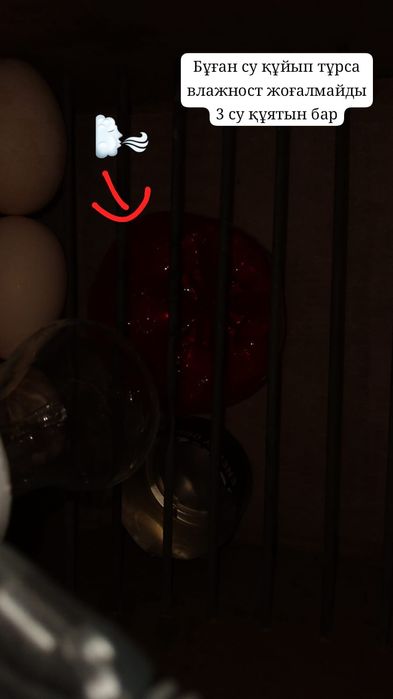 Инкубатор для птиц